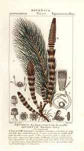 Su atkuyruğu, Equisetum fluviatile by Stanghi Stanghi
