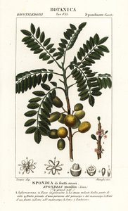 Sarı mombin veya domuz eriği, Spondias mombin