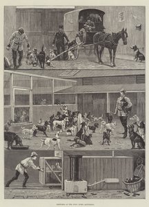 Köpeklerin Evi, Battersea