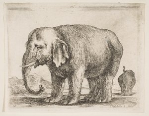 Levha 10: Fil, çeşitli hayvanlardan Diversi animali, ca. 1641. by Stefano della Bella