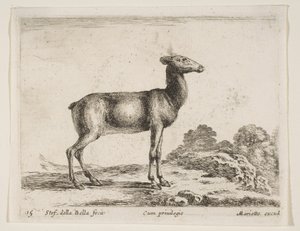 Levha 15: Doe, çeşitli hayvanlardan Diversi animali, yakl. 1641. by Stefano della Bella
