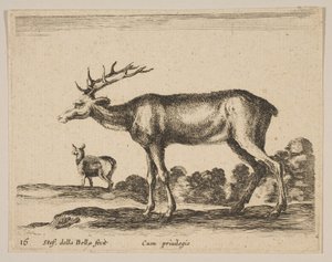 Levha 16: geyik, çeşitli hayvanlardan Diversi animali, yakl. 1641. by Stefano della Bella