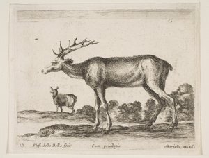 Levha 16: geyik, çeşitli hayvanlardan Diversi animali, yakl. 1641. by Stefano della Bella