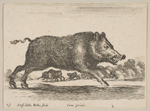 Levha 19: Yaban domuzu, çeşitli hayvanlardan Diversi animali, yakl. 1641. by Stefano della Bella