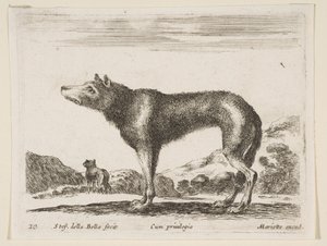 Levha 20: Kurt, çeşitli hayvanlardan Diversi animali, ca. 1641. by Stefano della Bella