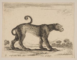 Levha 9: leopar, çeşitli hayvanlardan Diversi animali, yakl. 1641. by Stefano della Bella