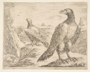 Eagles Les aigles