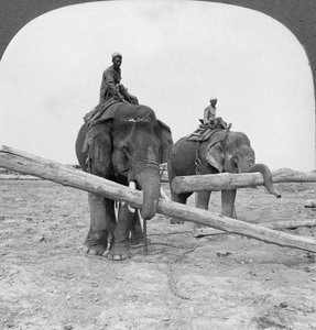 Kereste bahçesinde çalışan filler, Rangoon, Burma, 1908