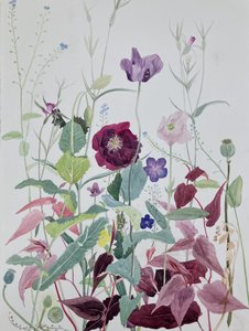  by Suzy Fasht