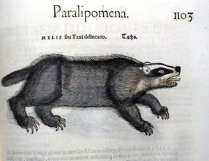 Porsuk, Conrad Gesner