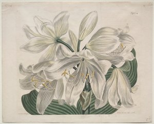 Sergilenen Botanik Dergisi veya Çiçek Bahçesi: White Cape - Coast Lily, 1806. by Sydenham Teast Edwards