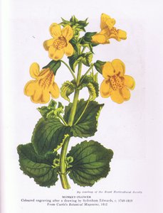 Maymun Çiçeği, İngiltere
