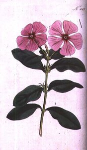 Deniz salyangozu (Vinca rosea madagaskar), William Curtis