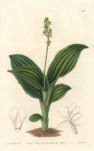 Afrika Liparis Orkide - Botanik Kayıtlarından Sarah Anne Drake