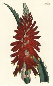 Aloe ağacı - Dar yapraklı kılıç aloe, Aloe arborescens. William Curtis