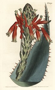 Aloe çeşidi - Mavi aloe, Aloe glauca (Kırmızı dikenli sarı aloe, Aloe rhodacantha) - William Curtis