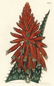 Aloes makül - Sabun veya zebra aloe, Aloe maculata (Benekli yapraklı aloe, Aloe picta). William Curtis