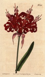Amaryllis haşhaş rengi, koyu kıpkırmızı çiçeklerle, tek ayaktan çiçek açar. Aslen Cape of Good Esperance