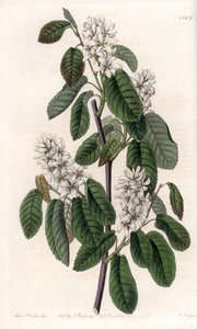 Kızılağaç yaprakları veya çiçekli aronie ile Amelanchier - S.Watts tarafından oyulmuş plaka, Sarah Anne Drake (1803-1857), Sydenham Edwards Botanik Kaydı