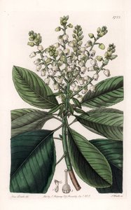 Amerikan Arbutus Ağacı - S.Watts tarafından oyulmuş, Sarah Anne Drake (1803-1857), Sydenham Edwards Botanik Sicilinden (1768-1819), İngiltere by Sydenham Teast Edwards