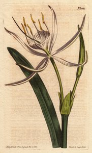 Amerikan pancratiumunun kokulu beyaz çiçekleri vardır. Beyaz kokulu çiçeklerle Amerikan pancratium. Pancratium rotatum. William Curtis