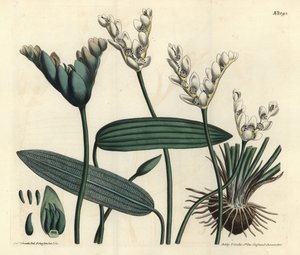 Aponogeton kokulu - Cap-pondweed, Aponogeton distachyos (Çatallı çiçekli aponogeton, Aponogeton distachyon). William Curtis