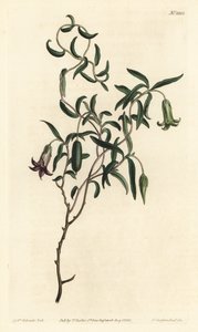 Elma meyvesi veya değiştirilebilir çiçekli billardiera, Billardiera mutabilis - William Curtis