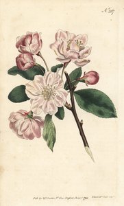Süs çiçekli elma ağacı - Çin çiçekli elma, Malus spectabilis (Çin elma ağacı, Pyrus spectabilis). William Curtis