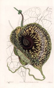 Aristoloche Variete - S.Watts tarafından oyulmuş plaka, Sarah Anne Drake (1803-1857), Sydenham Edwards Botanik Kaydı