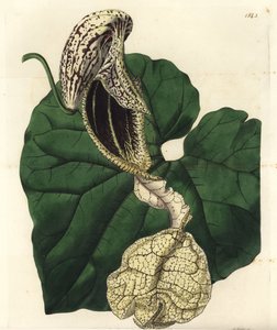 Aristoloche variete - Tekne çiçekli doğum otu, Aristolochia cymbifera. Sydenham Edwards