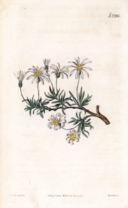 Aster dönüm - Çalı aster, Felicia fruticosa (Çalı yıldız otu, Aster fruticulosus). Samuel Curtis