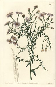Aster çeşidi - New York aster, Symphyotrichum dumosum (Coris yapraklı yıldız otu, Aster coridifolius). Sydenham Edwards
