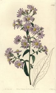Aster çeşidi - Panikli aster, Symphyotrichum lanceolatum (Pallid aster, Aster pallens). Sydenham Edwards
