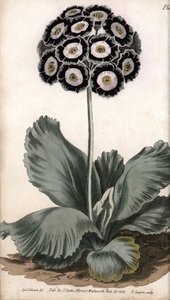 Kulak kepçesi veya ayı kulağı. Renkli bakır gravür, Sydenham Edwards (1768-1819) tarafından Botanik Konferansları için illüstrasyon, Lambeth Botanik Bahçesi (İngiltere) by Sydenham Teast Edwards