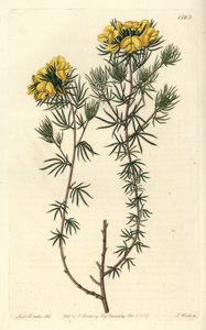 Avustralya gompholobium variete - Capitate gompholobium, Gompholobium capitatum. Sydenham Edwards