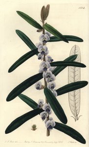 Avustralya hovea çalı çeşidi - Shaggy hovea, Hovea villosa. J.T.