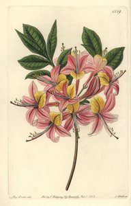 Açelya pontik sarı - Sarı açelya, Rhododendron luteum (Değiştirilebilir Pontik açelya, Açelya pontica versicolor). Sydenham Edwards