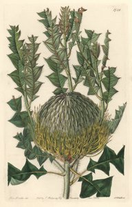 Banksia speciosa, aslen Avustralya