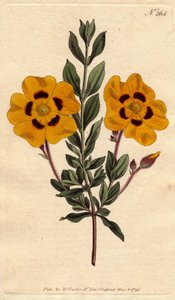 Güzel sandık, kıpkırmızı ile süslenmiş parlak sarı çiçeklere sahiptir. Kırmızı ile süslenmiş canlı sarı çiçekli güzel laden. Cistus formosus. William Curtis
