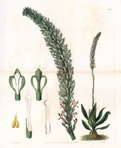 Belle sauroglossum - S.Watts tarafından oyulmuş plaka, Sarah Anne Drake (1803-1857), Sydenham Edwards Botanik Kaydı