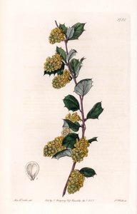 Berberis - S.Watts tarafından oyulmuş plaka, Sarah Anne Drake (1803-1857), Sydenham Edwards Botanik Kaydı