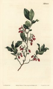 Siyah huckleberry, Gaylussacia baccata (Kırmızı çiçekli rutubetli yabanmersini, Vaccinium resinosum) - William Curtis