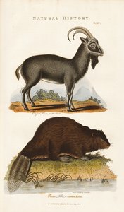 Mavi Keçi ve Kunduz by Sydenham Teast Edwards