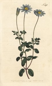 Mavi Paket, Felicie, Cape Margarita veya Cape Aster - Mavi papatya, Felicia amelloides (Mavi çiçekli cineraria veya Cape aster, Cineraria amelloides) - Sydenham Edwards rom William Curtis