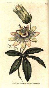 Mavi Passiflora - Ortak çarkıfelek, Passiflora caerulea. William Curtis