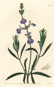 Mavi Adaçayı - Çayır adaçayı, Salvia azurea (Dar yapraklı adaçayı, Salvia angustifolia). Sydenham Edwards