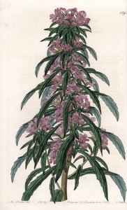 Boisduvalia variete, yoğun çiçekli epilobe - S.Watts tarafından oyulmuş tahta, Sarah Anne Drake (1803-1857), Sydenham Edwards Botanik Sicilinden (1768-1819), İngiltere by Sydenham Teast Edwards