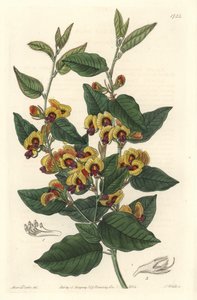 Bossiaea bir sınıf çiçekler, Avustralya kökenli - S. Watts güçlü su, Botanik Kayıtlarından Sarah Anne Drake
