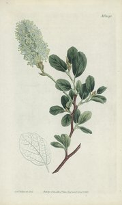 botanik gravür by Sydenham Teast Edwards