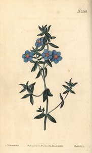 Geniş yapraklı pezevenk, Anagallis latifolia. William Curtis
